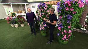 Maybe you would like to learn more about one of these? Cottage Farms Dazzling Design Clematis Duo On Qvc Youtube