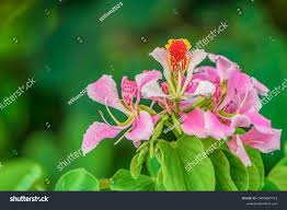Image result for Bauhinia monandra