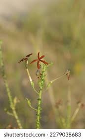 Image result for Jamesbrittenia burkeana