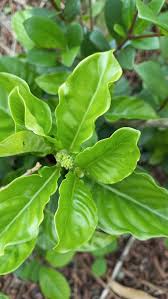 Image result for Schizozygia