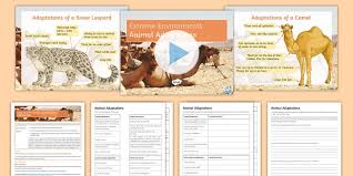 Savesave animal adaptations worksheet for later. Animals That Live In Extreme Environments Lesson Pack