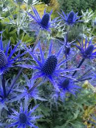 Gorgeous Sea Holly It Can Be Planted In Front Of A Dryer Vent And It Still Flourishes Sea Holly Holly Plant Unusual Flowers