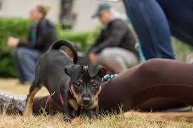 Lernen sie unser unternehmen und unsere produkte jetzt kennen! Isabelle Jacobs Hundeschule Und Therapiehundezentrum Jacobs