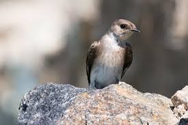 Image result for Gyrodoma hispida