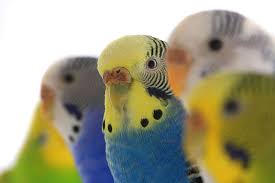 Budgie Colour Types Varieties And Types Budgie Guide