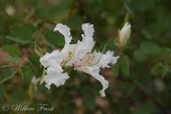 Image result for Bauhinia macrantha