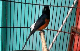 Peminat burung murai batu memang dari dulu tidak pernah sepi peminantya, mulai jenis murai batu ekor hitam sampai murai batu blorok yang saat ini sedang naik daun. Jenis Burung Murai Batu Yang Bagus Lengkap Dengan Gambar Dan Harganya Duniakicau Net