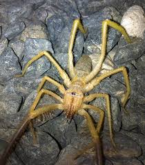 The spider itself is not the biggest in the world, but it has two fangs that are bigger than that of some snakes, and as you can imagine, can pack a punch if it decides to the camel spider is also known as the scorpion spider because it is part of both animal kingdom families, says national geographic. Camel Spider Imgur