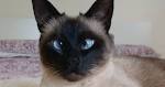 Siamese Cat Colors Chart | Fascinating Facts | Siamese of Day