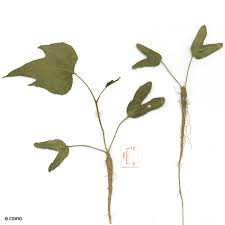 Image result for Ipomoea involucrata