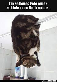 Animal Photos Funny Animal Pictures Funny Cat Videos Cats