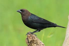 Black Bird With White Spots On Wings Brown Headed Cowbird Molothrus Ater Male Males Are Black All Over Except For Their Namesake Rusty Brown Head Female In 2020 Birding Journal Black Bird Endangered