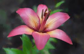 Check spelling or type a new query. Painted Lily Photograph By Harold Coleman