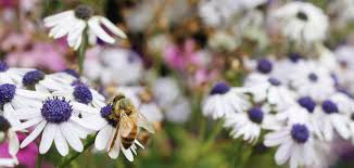 What flowers do bees like nz. How To Create A Bee Friendly Environment In Your New Zealand Garden