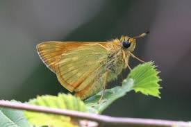 Image result for Ochlodes sylvanus