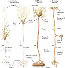 Check spelling or type a new query. What Is The Structure Of A Nerve Cell Quora