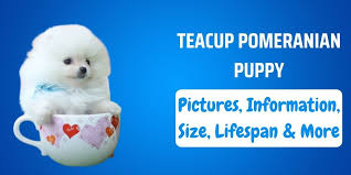 Or better said, what most people know about them is their size. Teacup Pomeranian Puppy Pictures Information Size Lifespan More