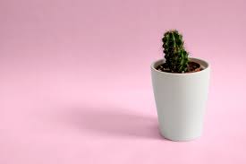 Windows 10 1080p, 2k, 4k, 5k hd wallpapers free download, these wallpapers are free download for pc, laptop, iphone, android phone and ipad desktop Minimalist Desktop Background Cactus 4896x3264 Wallpaper Teahub Io
