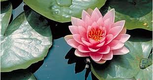 Free Virtual Flowers Water Lily Ecard July Birth Flower Virtual Flowers Lily Pictures