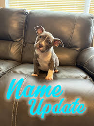 And his name is...... 🥁 🥁 🥁 : r/NameMyDog