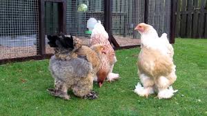 The only chicken breed that's larger is the jersey giant, but nothing says chicken royalty… Brahma Chicken Size Egg Laying Height And More