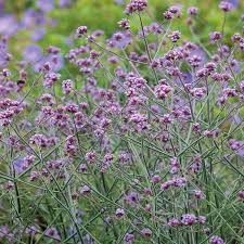 Image result for Verbena × teasii