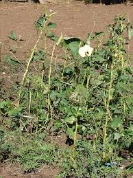 Image result for Abelmoschus