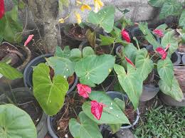 Image result for Cissampelos mucronata