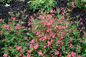 Image result for Pimpinella robynsii