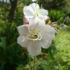 Image result for Dissotis princeps