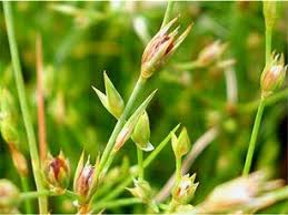 Image result for Juncus bufonius