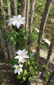 They have an average size and a ternate structure. Waldrebe Miss Bateman Clematis Miss Bateman Baumschule Horstmann