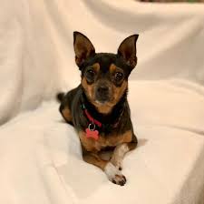 Maybe you would like to learn more about one of these? Recent Adoptions Every Pet S Dream