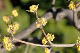 Cornus Mas Golden Glory Chicago Botanic Garden In 2020 Chicago Botanic Garden Botanical Gardens Hardy Plants