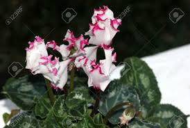 Know the bloom start time of each plant (there's a list sorted by bloom time here), so you know when and where the flowers will appear. Cyclamen Persicum Metis Select Victoria Cultivar With Smaller Plant With Dark Green Leaves With Silver Mottlings Small White Flowers With Crinkled Pink Margin Lasting For Longer Time Stock Photo Picture And Royalty