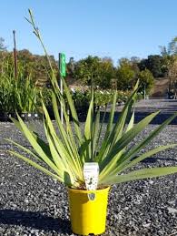 Image result for Dietes flavida