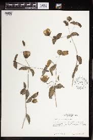 Image result for Kalanchoe hametiorum