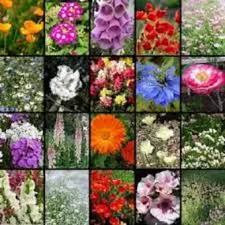 Send fresh flowers to pakistan with same day delivery lahore, karachi & islamabad. 20 Packets Of Winter Flower Seeds Winter Flowers For Garden Buy Online At Best Prices In Pakistan Daraz Pk