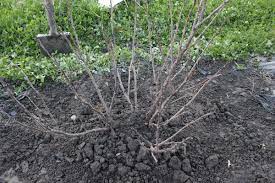 Johannisbeere umpflanzen und stecklinge nutzen. Johannisbeeren Umpflanzen Die Wichtigsten Schritte Einfach Erklart