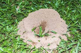 Mix vinegar with water and use the solution to flood the tunnels. Controlling Ants In The Lawn Tips For Killing Ants In Your Lawn