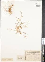 Image result for Lotononis laxa