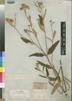 Image result for Vernonia guineensis