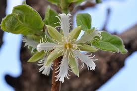 Image result for Cassipourea