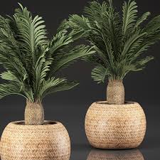 Watch for pests like mealybugs and scale, and combat them with horticultural soap. Sago Palm Care Your Indoor Gardening Guide Indoor Plant Center
