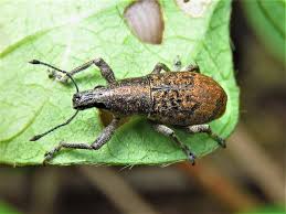 Image result for Equilabium vesiculare