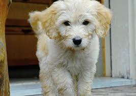 Puppies from future litters are expected to be: Mini Goldendoodle Mn Mini Goldendoodle