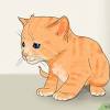 The two are at different life stages, and the older introducing a young kitten to an older cat does not always go as expected. Https Encrypted Tbn0 Gstatic Com Images Q Tbn And9gcqcqk9lp Afbc9qrveynfre3icgkgoykq8tq4ixboeggk Rzmkg Usqp Cau