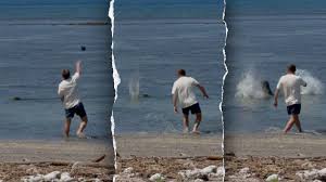 Attorney for man accused of throwing rock at endangered Hawaiian monk seal says client was protecting turtles