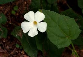 Image result for Thunbergia dregeana