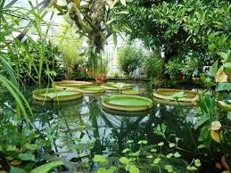 Die natur erwacht nach dem winter. Victoria Picture Of Botanischer Garten Halle Saale Tripadvisor